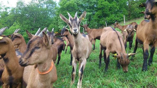 Chèvres en pâturage