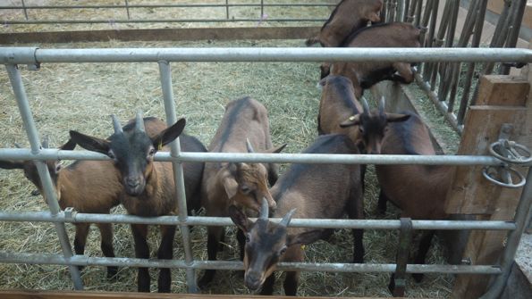 Troupeau de chèvres