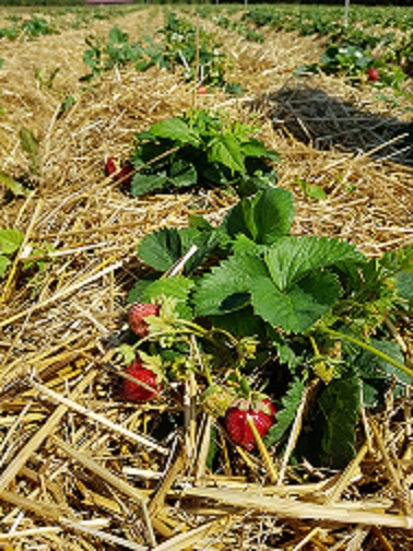 Fraises fraîches locales