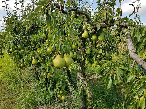 Poires de saison
