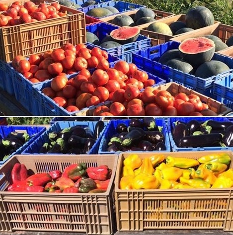 Assortiment de légumes bio