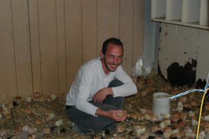 Poules élevées en plein air