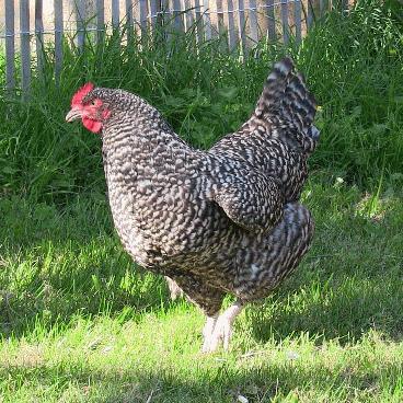 Grise du Vercors, race ancienne de poulet
