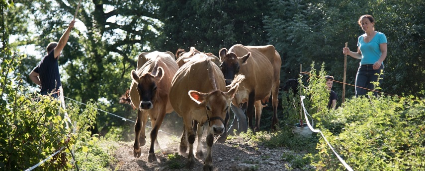 Vaches Jersiaises en pâturage dans le Trièves